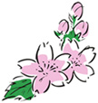 桜のはな