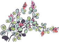 萩の花