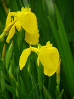 5月菖蒲