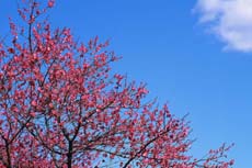 青空に伸びる梅の木
