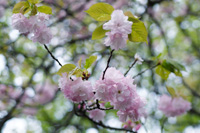 八重桜