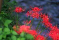 cluster amaryllis