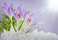 春の花