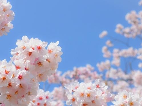 桜満開,青空
