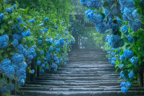 紫陽花