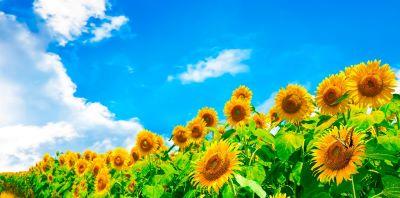 紫陽花